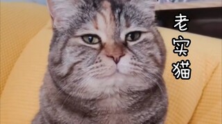 Hasil pemeriksaan fisik: kucing jujur