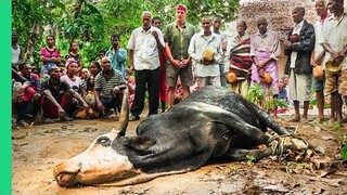 African Cow Feeds ENTIRE Village!!! Rare Tradition in Madagascar!!