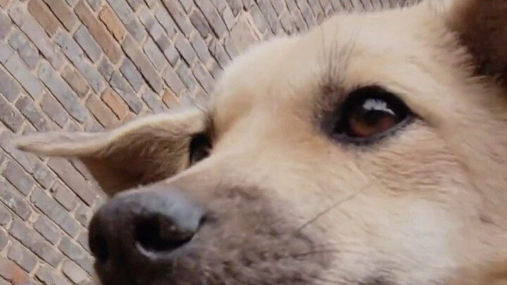 ไอ้โง่ ยุคสมัยเปลี่ยนไปแล้ว รักษาได้แล้ว!