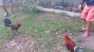 Butcher vs Ruble Hatch