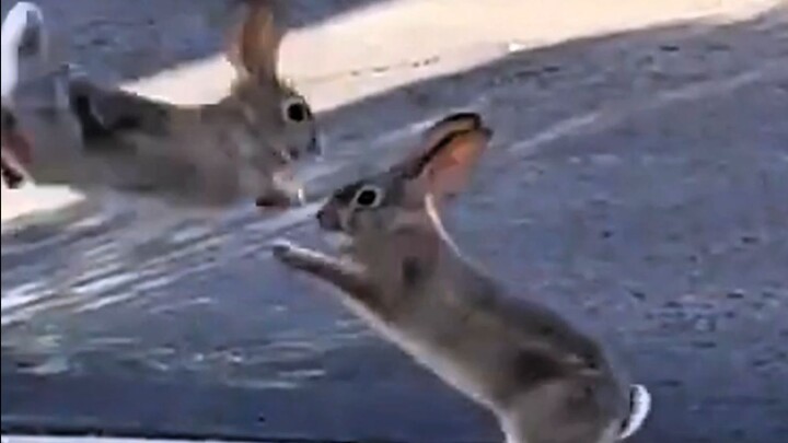 Những chú thỏ cùng nhau hướng về nhau