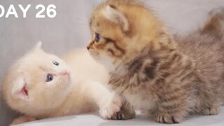 猛 男 互 摸，如此丧心病狂的小奶猫互摸。