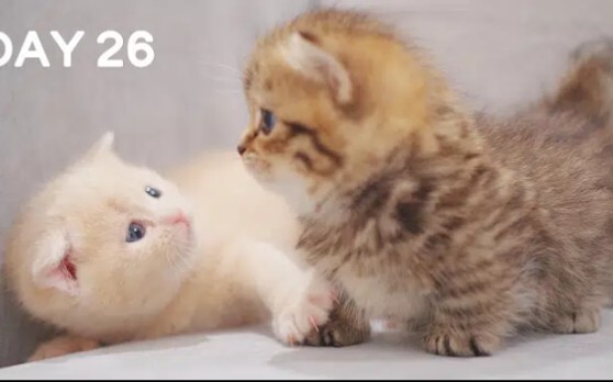 猛 男 互 摸，如此丧心病狂的小奶猫互摸。