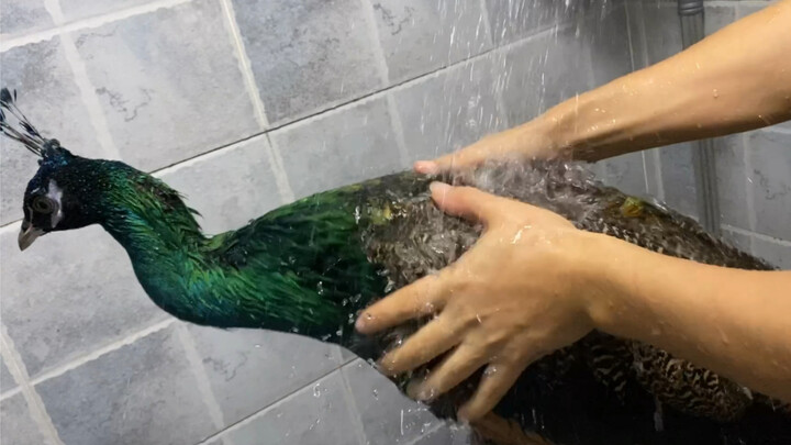 The First Shower of a 5-Year-Old Big Bird (Peacock)