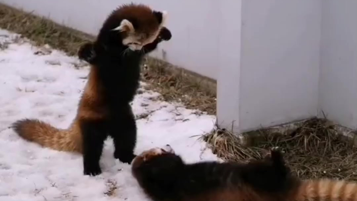 ใครจะไปปฏิเสธเจ้าแพนด้าเล็กตัวน้อยที่กระโดดโลดเต้นได้ล่ะ!