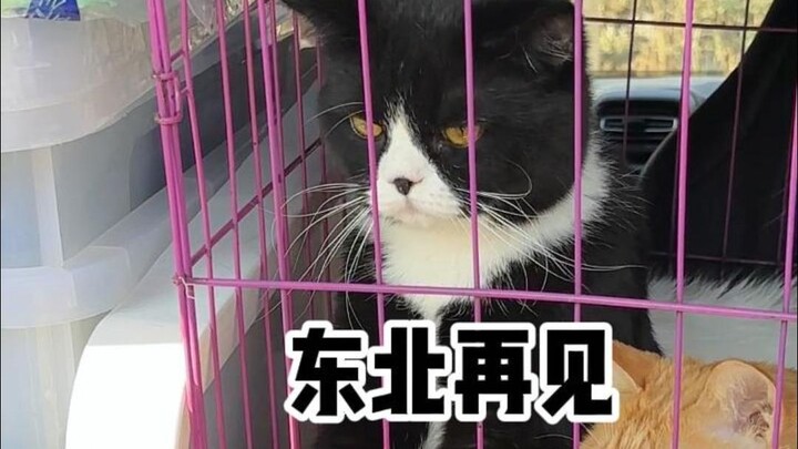 Stray Cat: I thought I'd finally found a home, but turns out my human is also a homeless wanderer.