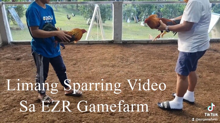 Sparring ng manok sa EZR Gamefarm - Episode 2