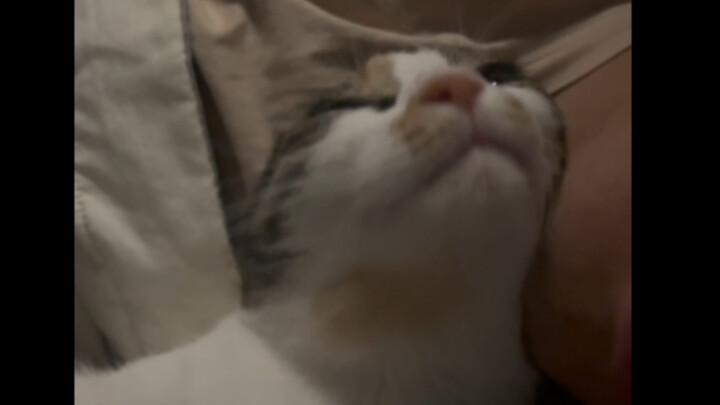 How do kittens charm people?