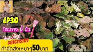 EP30 กระถาง 6 นิ้ว🌸 16 มิ.ย.67🌸 ไม้มีชื่อไม้โบราณ ไม้ด่าง ป้ายอัญญาบอนสีโทร./ไลน์0876115169