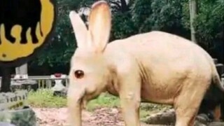 What levels can the following monsters be rated in One Punch Man? *Shenlong, ghost, tiger, wolf, I a