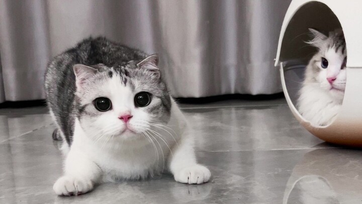 Ada kucing tumbuh di dalam pangsit kukus!