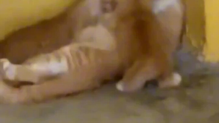 กิจวัตรของแมว: ช่วงเวลาอีโม