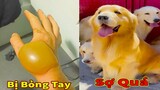 Thú Cưng TV | Trứng Vàng và Trứng Bạc #48 | Chó Golden Gâu Đần thông minh vui nhộn | Pets smart dog