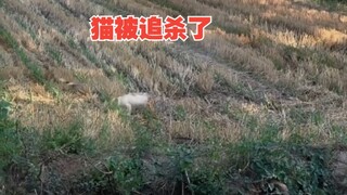 แมวถูกล่าจนแทบสิ้นชีพ แล้วทำไมนกกางเขนถึงขี้อาฆาตขนาดนี้?