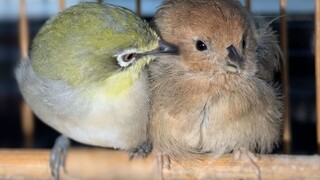 生命太脆弱，它去鸟星了