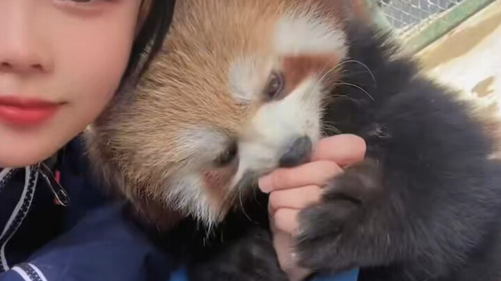 59 seconds to witness the entire growth process of a red panda, from baby to adult