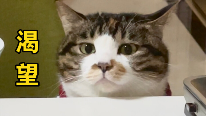 Apa salahnya sih si kucing kecil ini? Hanya ingin makan hot pot saja!