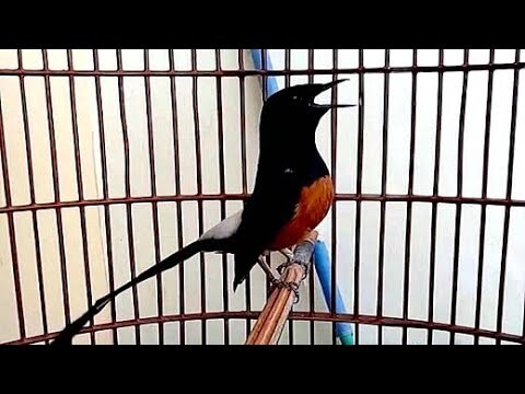 Suara Murai Batu Medan Gila dan Edan Jura 1