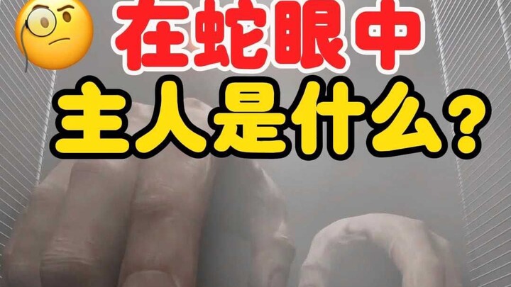 How does the snake feel about its owner feeding it?