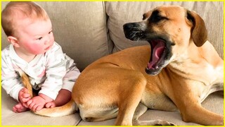 Cute Babies Playing With Pets Compilation #3 | Funny Baby And Pet