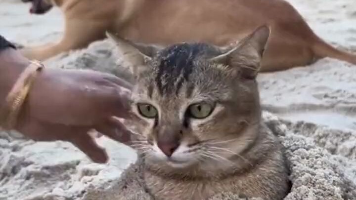 Cat: You want to bury me alive? No way!