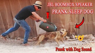 Real Prank! JBL BoomBox Speaker vs Sleeping Dog | Super Surprise | New Prank 2021