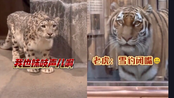 Macan tutul salju: Ini ngapain bawa aku ke sini!! Sampai bikin aku bengong gini! Harimau: Macan tutu