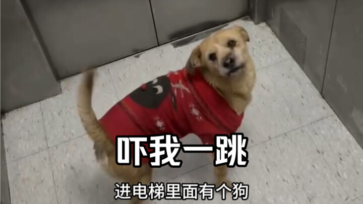 Bisa naik lift, tapi nggak bisa pulang sendiri.