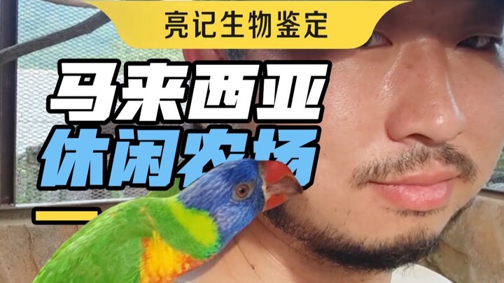 Di peternakan santai di Malaysia, aku bertemu dengan burung beo favoritku!