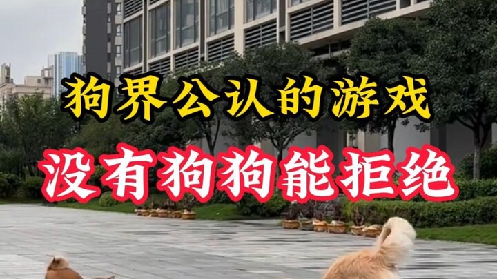 Trò chơi được cả giới chó công nhận – chẳng chú cún nào có thể chối từ!