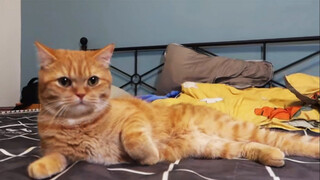 Câu trả lời của mèo vàng yêu đương với mèo Ragdoll