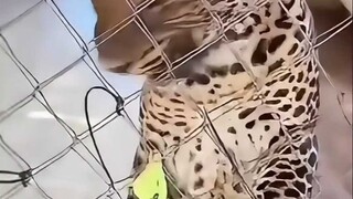 لقد تطورت، تمكنت من الاتصال بالمايك مع الأخ إيزومي