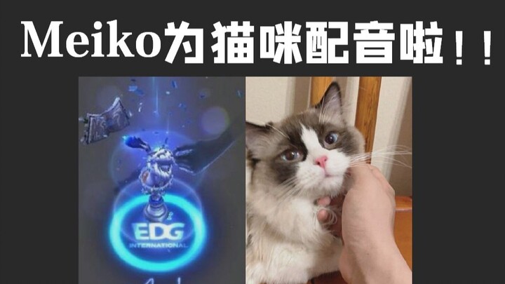 Kembalinya si kucing ke kota udah jadi rutinitas Meiko dan Little Raccoon~ (skin juara EDG-nya canti