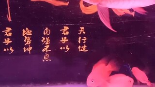 mahal jenis ikan ini kan terbaik