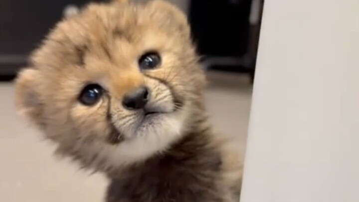 Mengapa cheetah begitu jinak dan akrab dengan manusia?