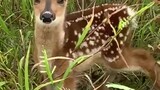 Have you heard the cry of sika deer?