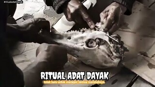 ritual adat Dayak suku Kalimantan barat | TOLAKBALA