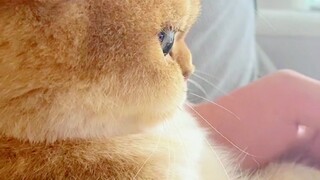 猫最想主人知道的七件事