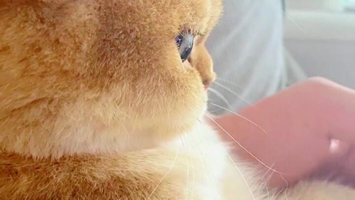 Seven things cats want their owners to know