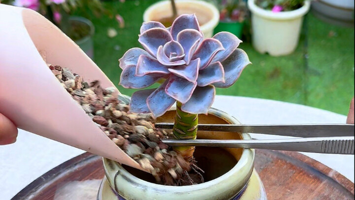 The Right Way to Repot Succulents