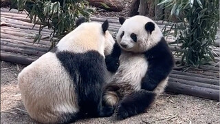 Hoa Bảo Tử và Didi đối diện nhau... Tại sao lại đáng yêu đến vậy chứ!