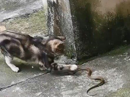 The cat's reaction