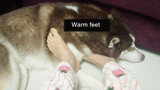 [Animals]Difference when male&female owner asking husky to warm feet