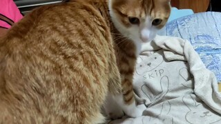 人和猫的默契往往只需要一个眼神