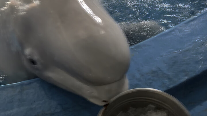 Big White really protects Little Black.