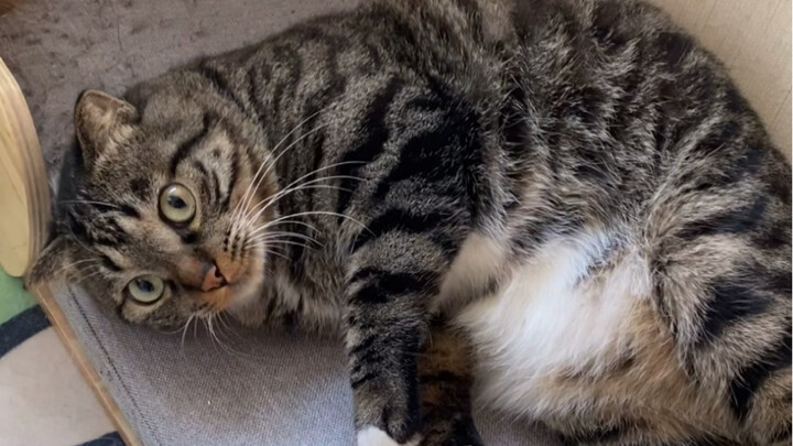 Sister Shiji teaches you: How can cat-owning households sleep in?