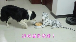 Ada sepanci daging di sebelah "harimau". Border Collie VS Husky, siapa yang berani memakannya?