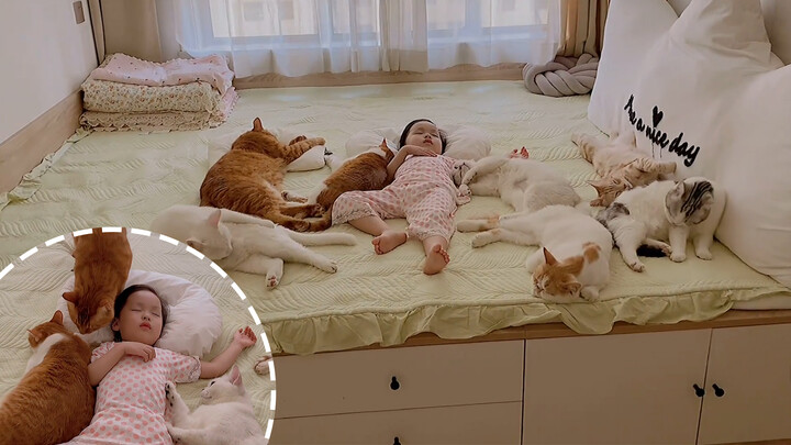 Rốt cuộc đã xong! Bảy bạn mèo lùn tháp tùng công chúa ngủ trưa