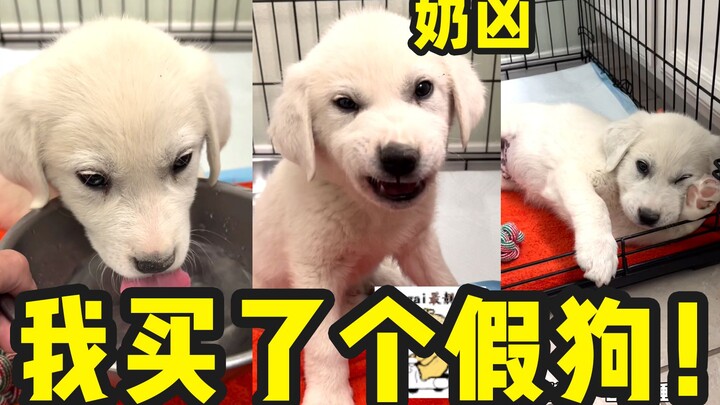 Did I buy a fake dog?