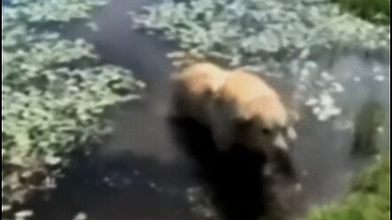 How stinky must this water be?